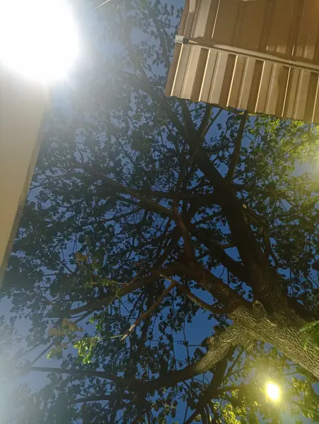 pemandangan langit sore dan indahnya pohon