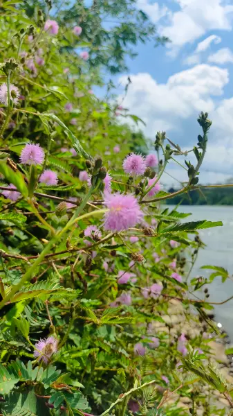 Photo bunga di tepi sungai
