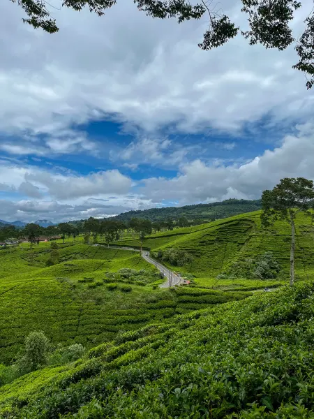 Pemandangan kebun teh rancabali