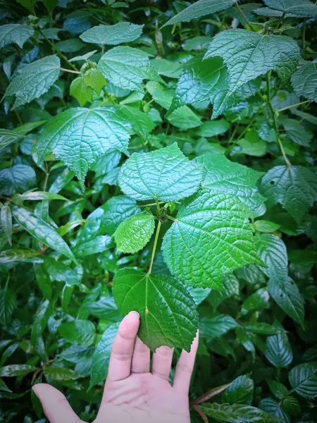 Portrait foto dedaunan