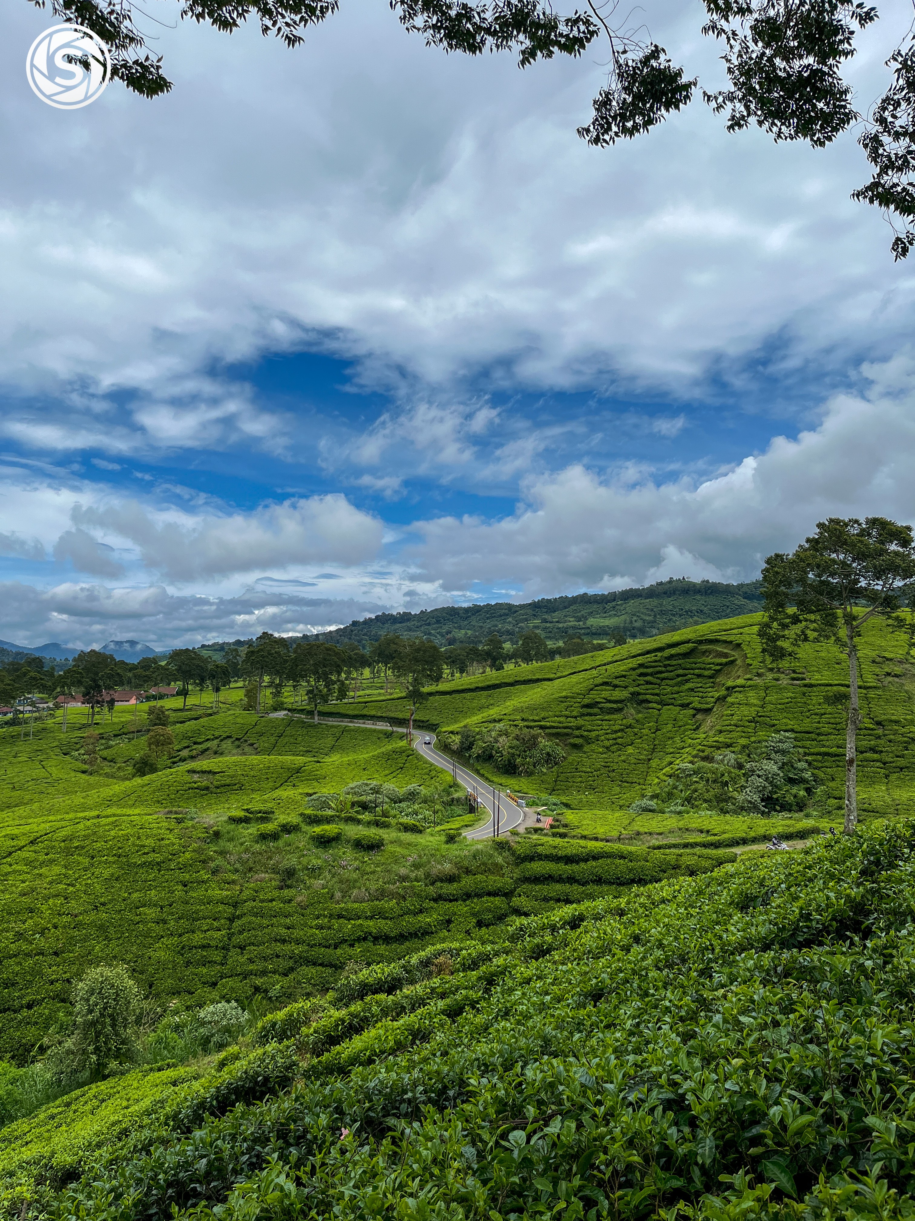 Pemandangan kebun teh rancabali - foto oleh Doni akbar di PictStock