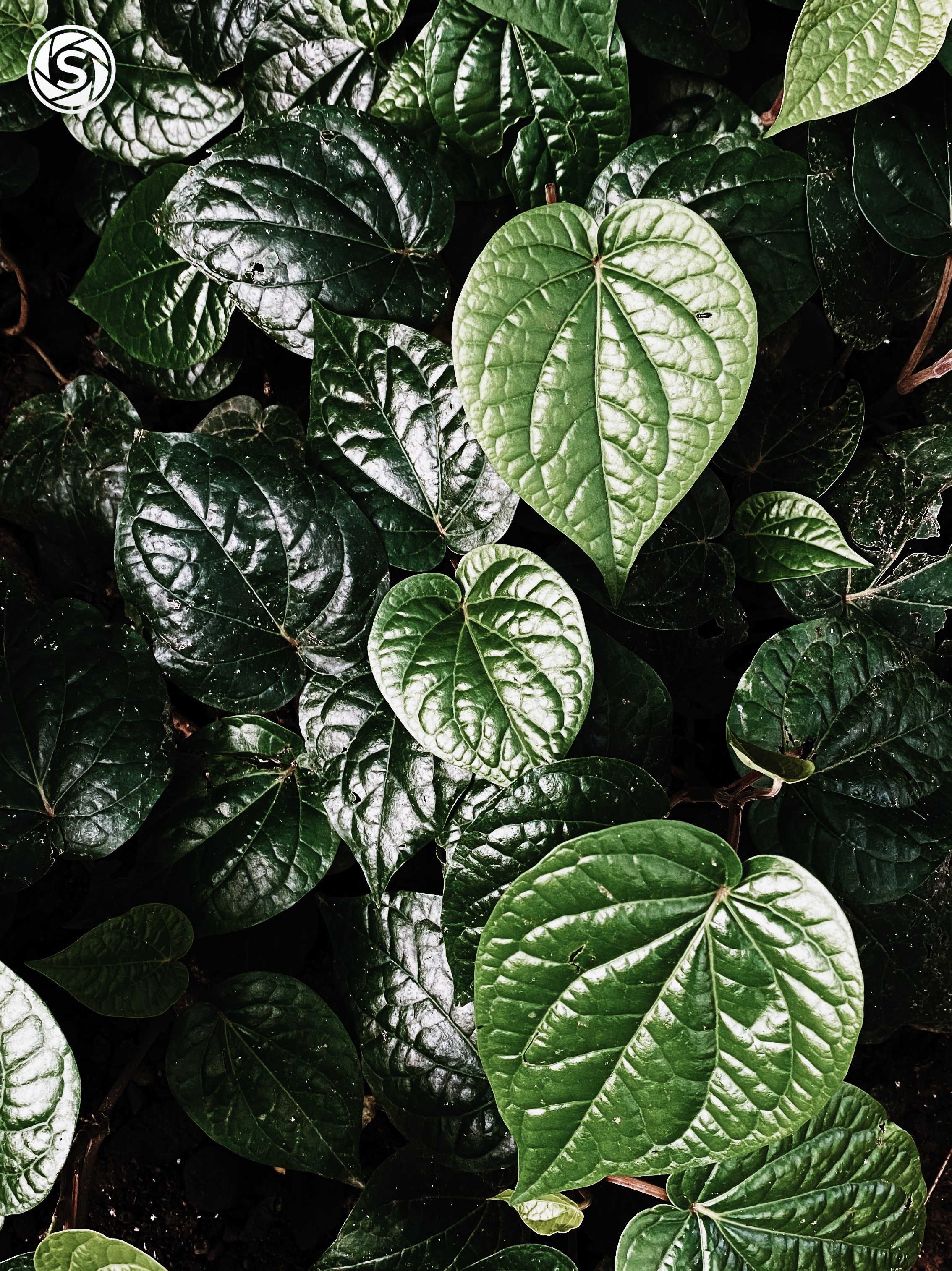 Daun Sirih - foto oleh vikhy irawan di PictStock