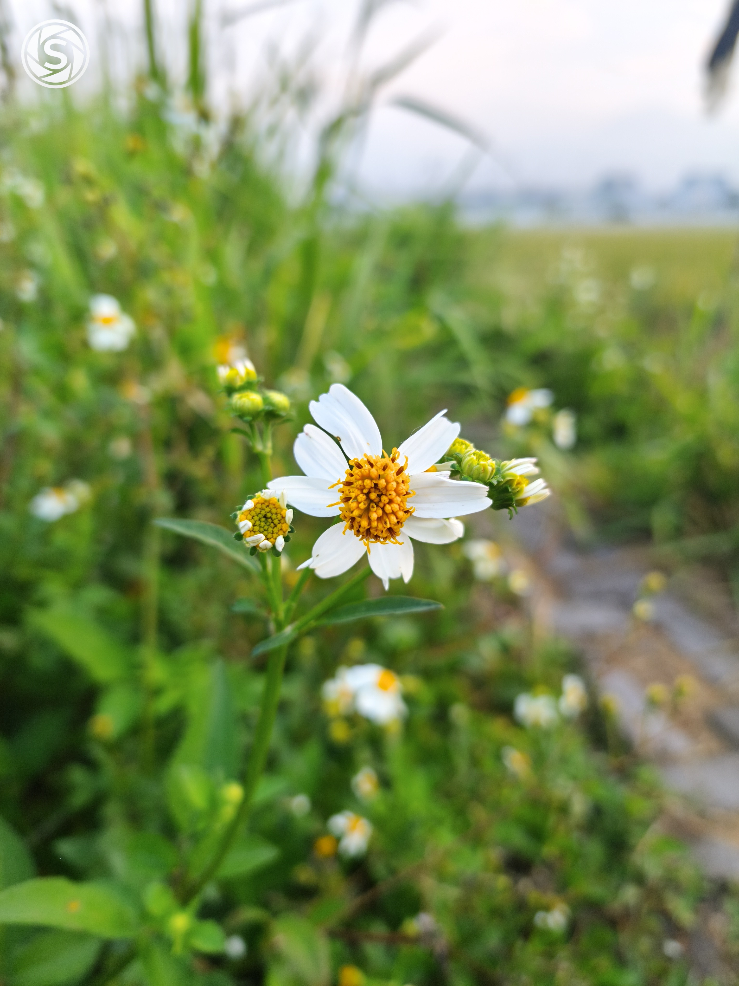 Bunga - foto oleh Ilyas Alhafiz di PictStock
